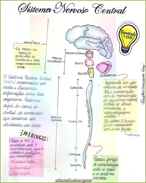 Mapa Mental Sistema Nervoso Central E Periférico - FDPLEARN