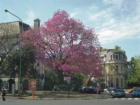 Árboles nativos Buenos Aires Ciudad Gobierno de la Ciudad Autónoma