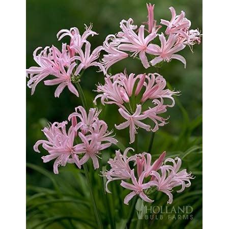 Amazon Bareroot Pink Spider Lily Surprise Lily Naked Lady Lily Resurrection Lily