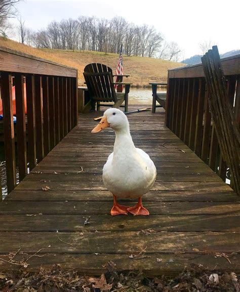 friendly fields farm explore  plant powered world