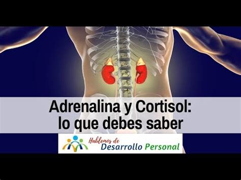 Adrenalina Y Cortisol Lo Que Debes Saber YouTube