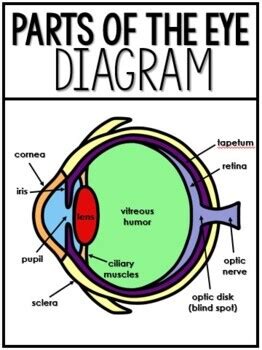 Sheep Eye Dissection Lab by Ginger Snaps | TPT