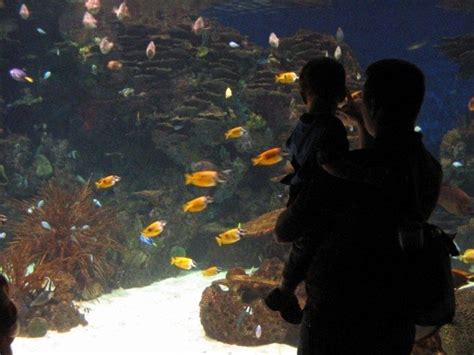 Aquarium, Gatlinburg, TN | Ripley aquarium, Gatlinburg, Myrtle beach