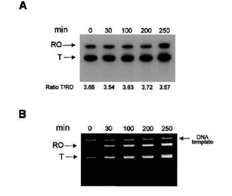 Time Course Of Transcription Elongation By T Rna Polymerase A