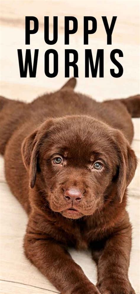 how to get rid of worms in puppy