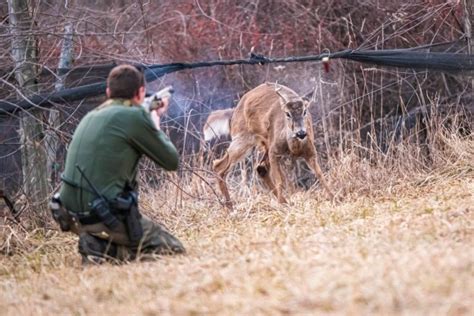 Pa Antlered Deer Season 2025 Cindi Delores