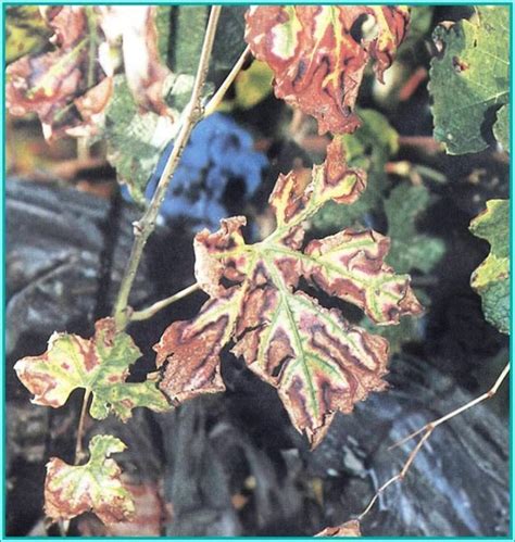 Еска по лозите | Български Фермер