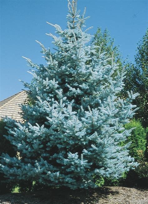 Baby Blue Colorado Spruce Tree Stakestory