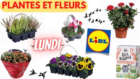 Arrivage Lidl Plantes Et Fleurs Septembre Offres