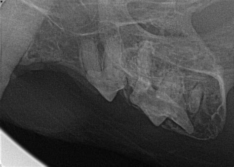 Mouth Swelling Doesn't Always Mean a Cat Has Oral Cancer