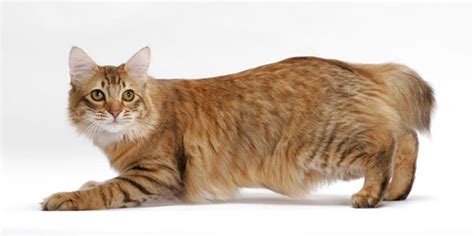 inilah alasan  kucing ekor pendek fakta menariknya pintarpet