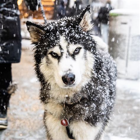 The Dogist on Twitter: "Koda, Siberian Husky (4 y/o), Waverly & Mercer