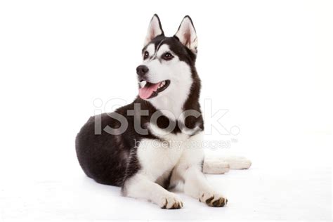 Siberian Husky Puppy 6 Months Old Sitting And Panting Stock Photo