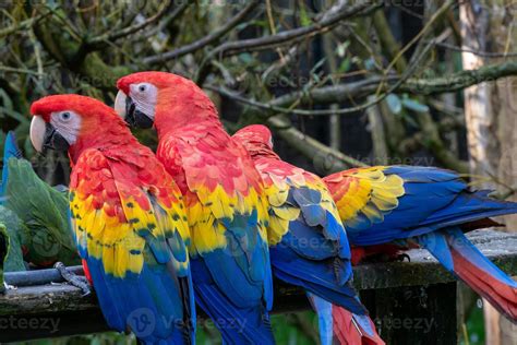 Group of ara parrots, red parrot 16653425 Stock Photo at Vecteezy