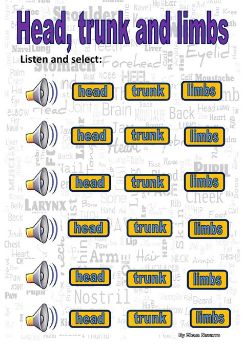 Human Body Head Trunk Limbs Interactive Worksheet Liv
