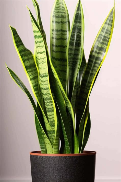care  snake plants sansevieria
