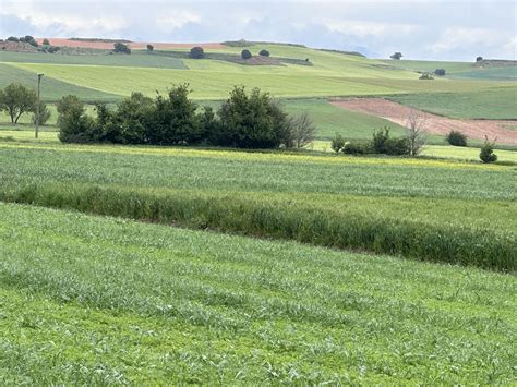 La Fao Reduce La Cosecha Mundial De Cereales A Los Millones De