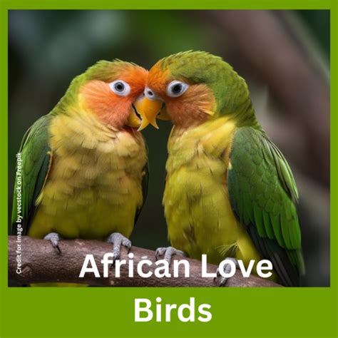 African Love Birds -Companions from the African Wild - Prakriti Darshan