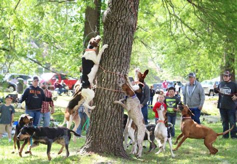 What Are Hunting Coon Hounds And What Are Competition Coon Hunts We