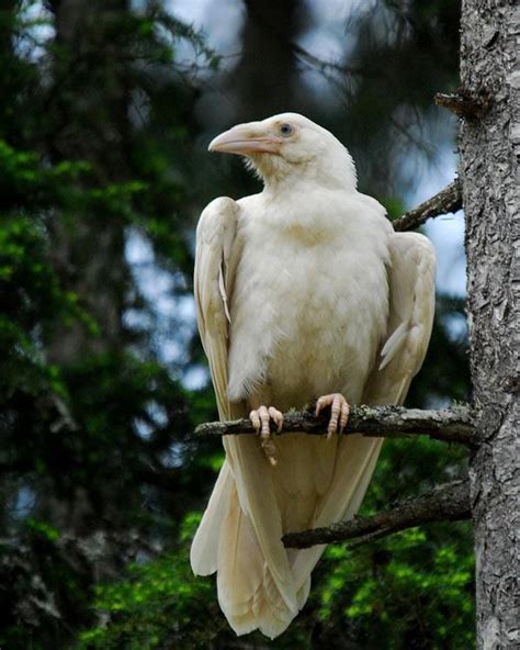 White Raven Albino Animals Pet Birds Animals Wild