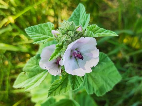 Graines D Althaea Officinalis Guimauve Officinale Boutique V G Tale