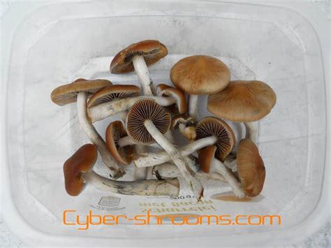 22. Psilocybe azurescens - Cyber-Shrooms