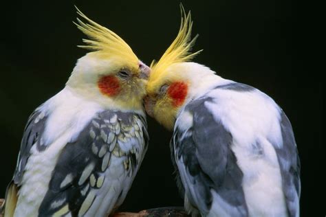 cockatiel breeding basics