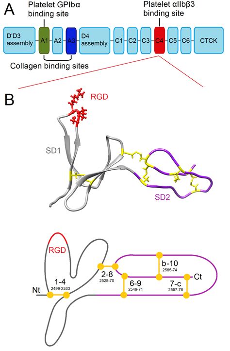 vwf  domain  scheme   vwf monomer highlighting  position