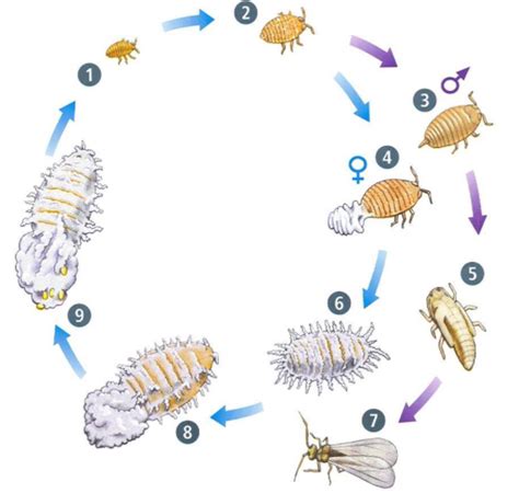 Ciclo De Vida De Las Cochinillas