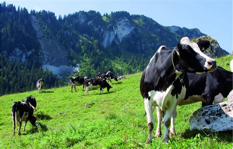 Suisse, l’autre pays du fromage