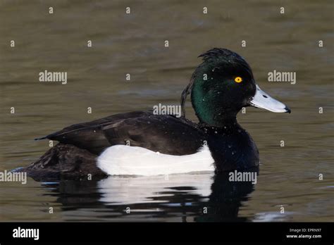 Male Tufted Duck Aythya Fuligula Stock Photo Alamy