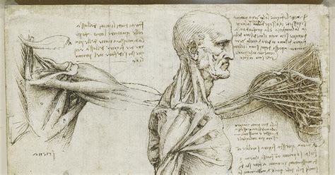 La anatomía humana según Leonardo da Vinci