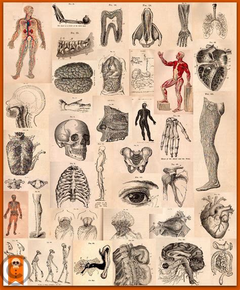 antique human anatomy illustrations  vintage medical clip art