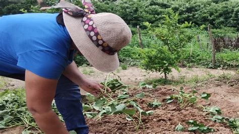 Como Plantar Batata Doce Para Produzir Muitochicomuseu Youtube