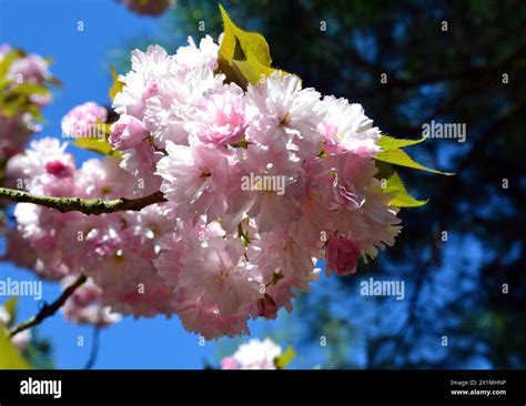 Japanese flowering cherry. Oriental cherry blossom, sakura Stock Photo