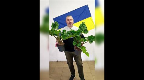 Алоказия Лоу Райдер, цена 265 гривен! Бронь в вайбер 0996782355 - YouTube