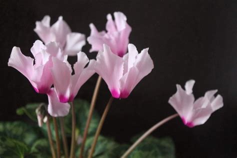 #Цикламен#есть#семена#цикламена | Plants, Garden