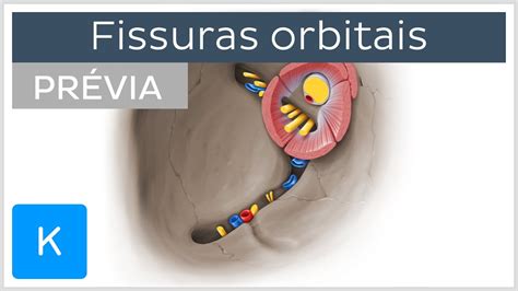 Fissuras Orbitais Superior E Inferior Pr Via Anatomia Humana