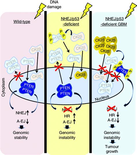 Model Summarizes The Contribution Of Defective Nhej To Pten Dna