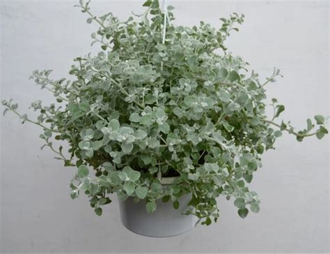 Гелихризум черешковый. Это многолетний кустарник, который в наших краях ...