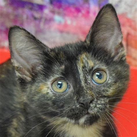 Serenity - Animal House Shelter