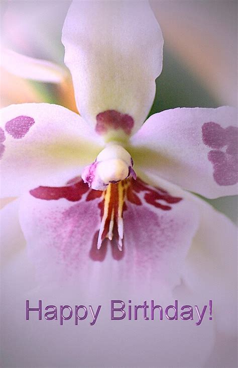 "Happy Birthday Orchid" by walstraasart | Redbubble