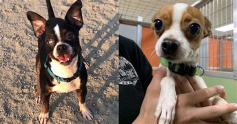 neglected boston terriers suffering  flea infestations  wounds