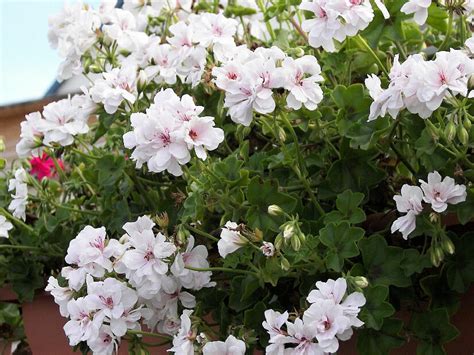 Muškát, pelargonie převislá plnokvětá 'Double White' - Pelargonium ...