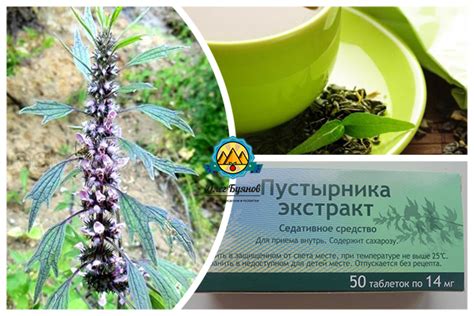 Польза пустырника для здоровья мужчин и женщин