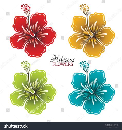 Set Colored Hibiscus Flowers Vector Illustration Stock Vector Royalty Free 2018697905