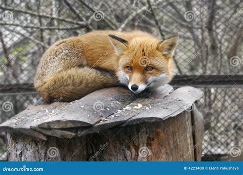 Red Fox In Zoo Stock Photo Image Of Closeup Craft Creature 4223408