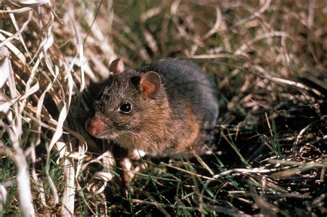 Allegheny Woodrat or Pack Rat (Neotoma floridana)