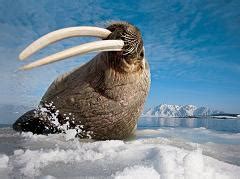 Why do Walruses Have Such Big Tusks and What Does the Walrus Use its