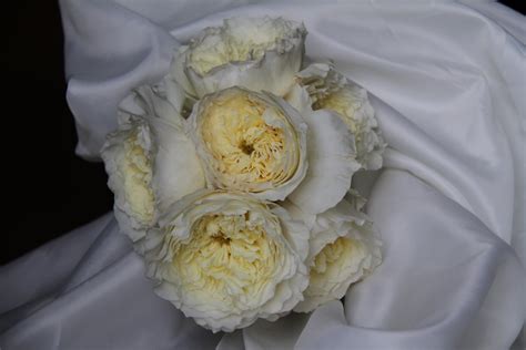 Роза пейшенс (77 фото)